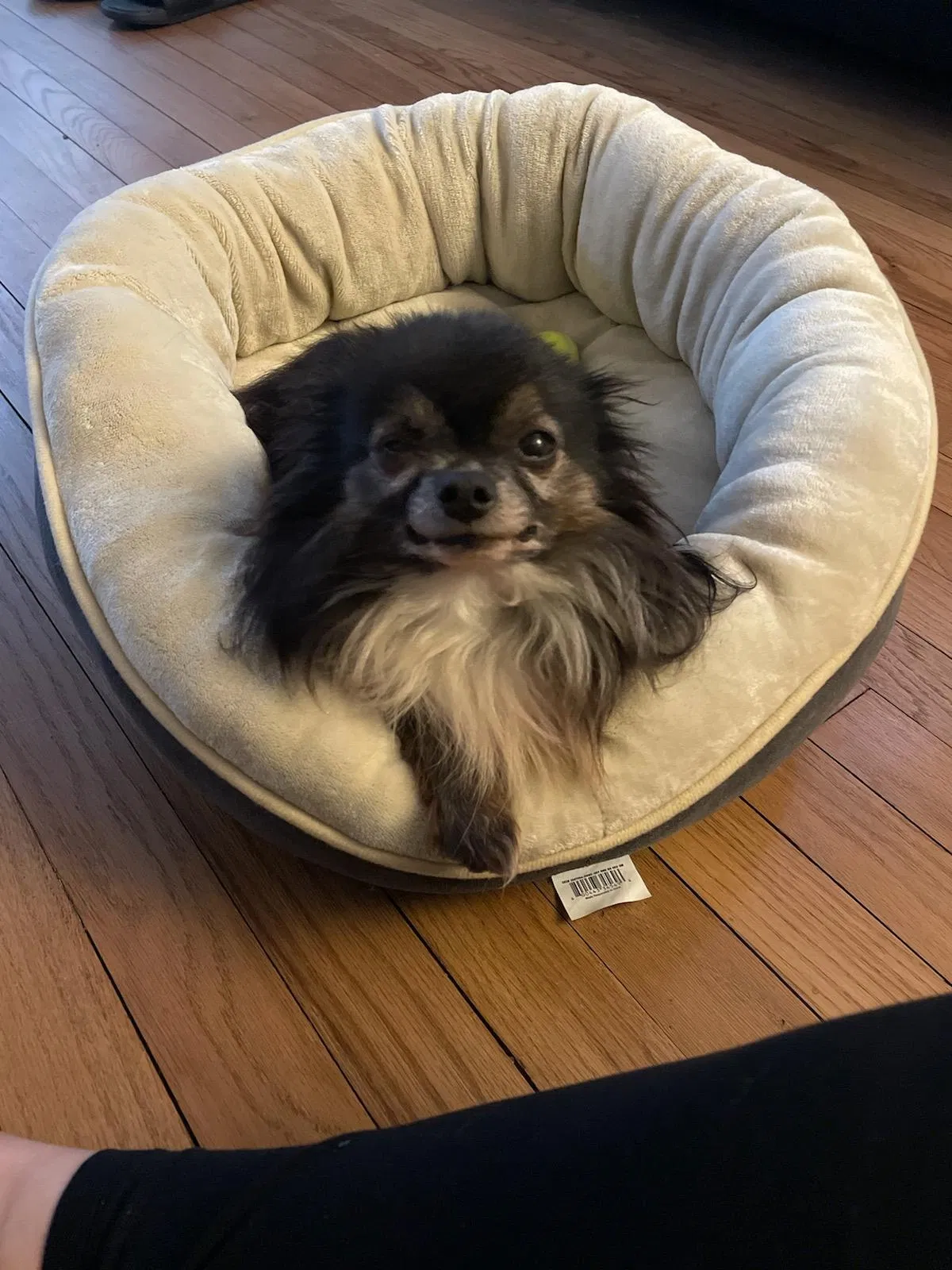 Lost dog in Hammond, IN, 46323