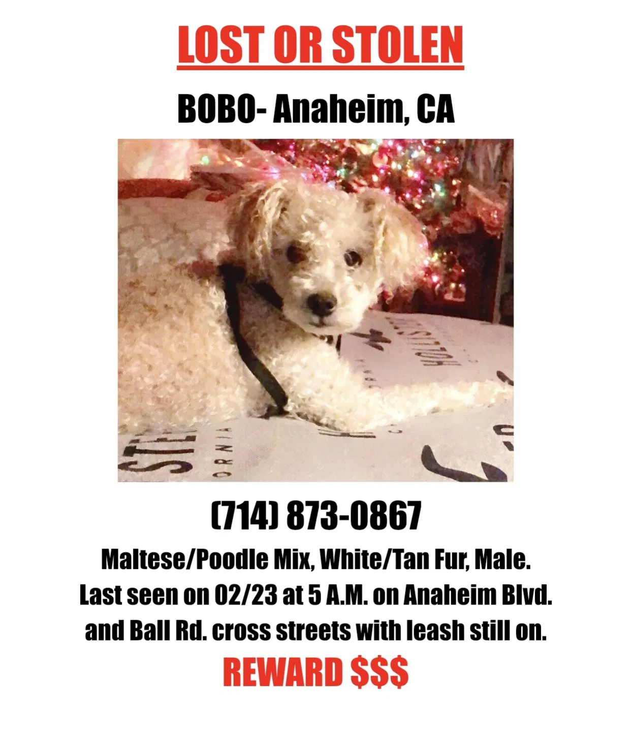 Lost dog in Anaheim, CA, 92805