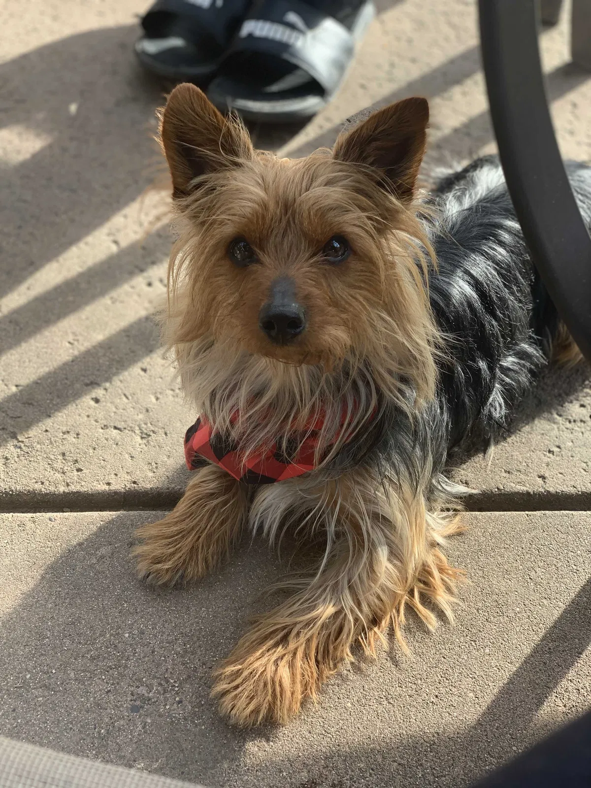 Lost dog in Sacramento, CA, 95822