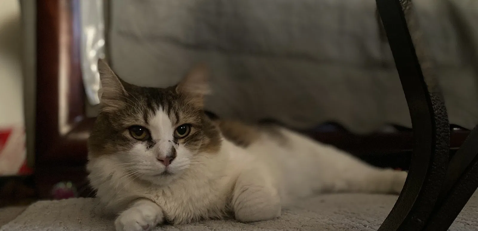 Lost cat in Norfolk, VA, 23513