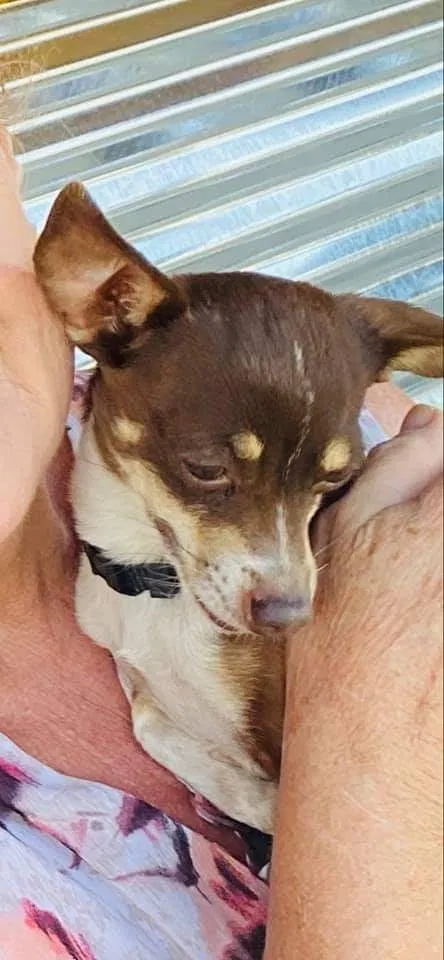 Lost dog in Taft, CA, 93268