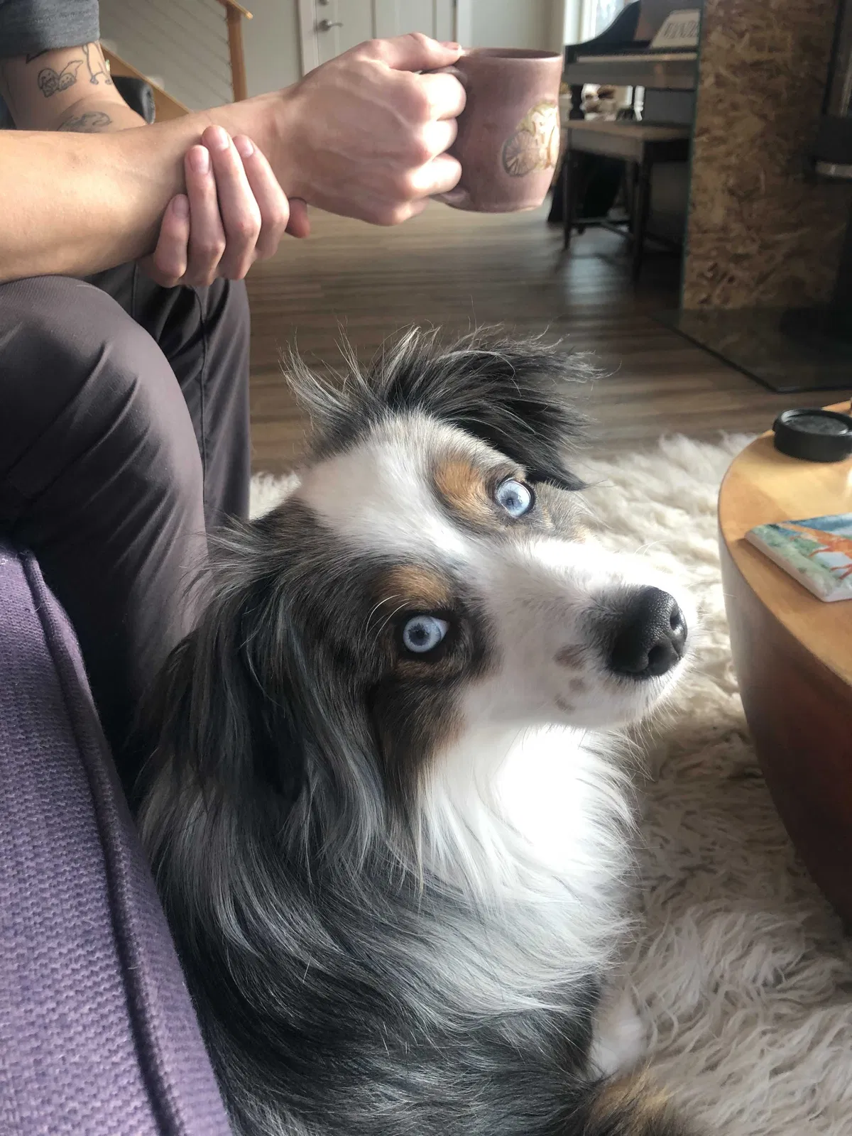 Lost dog in Anchorage, AK, 99517