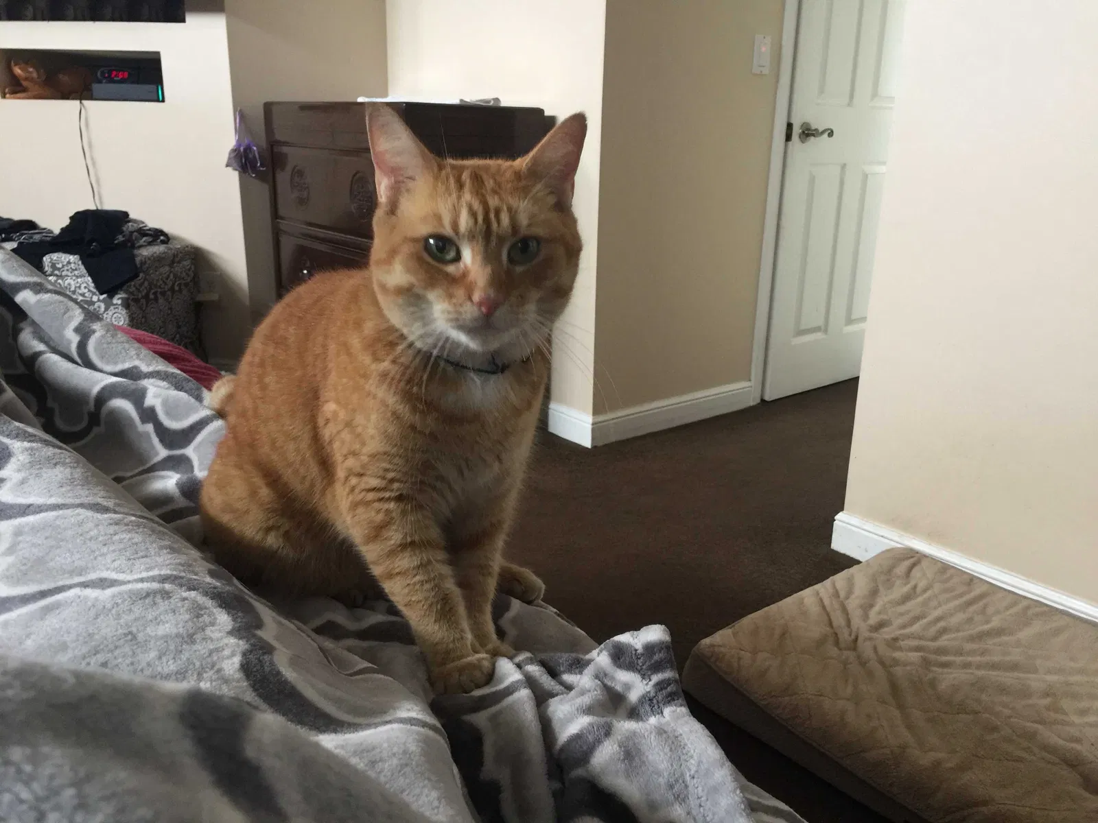 Lost cat in Fort Lauderdale, FL, 33323