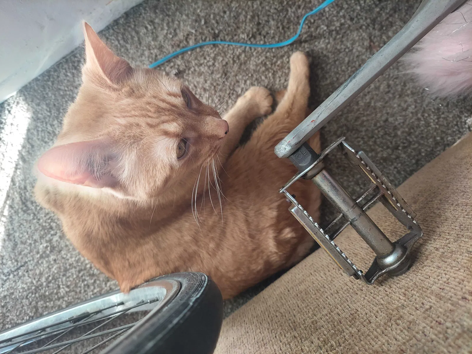 Found cat in Harrison Township, MI, 48045