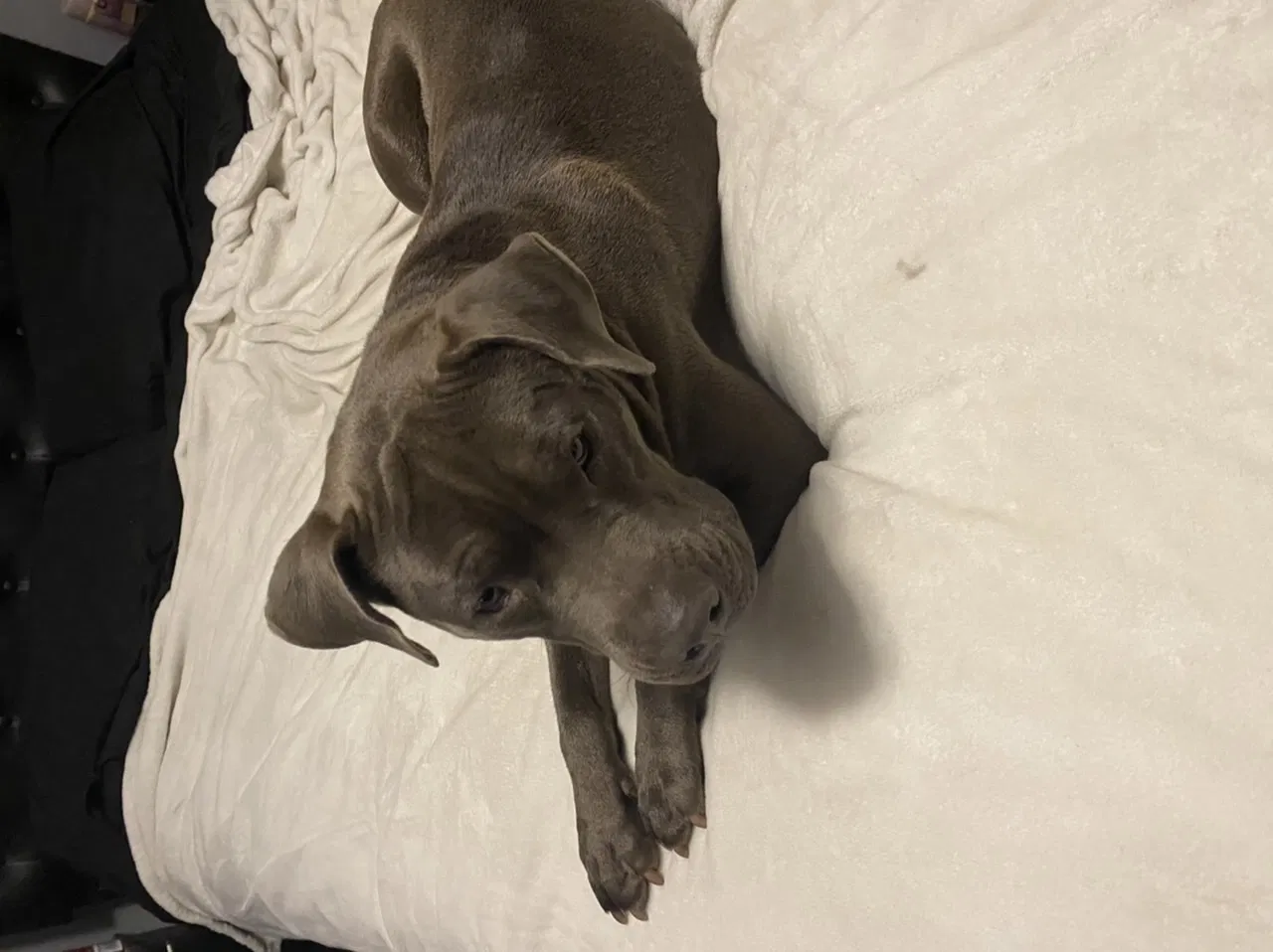 Lost dog in Holiday, FL, 34690