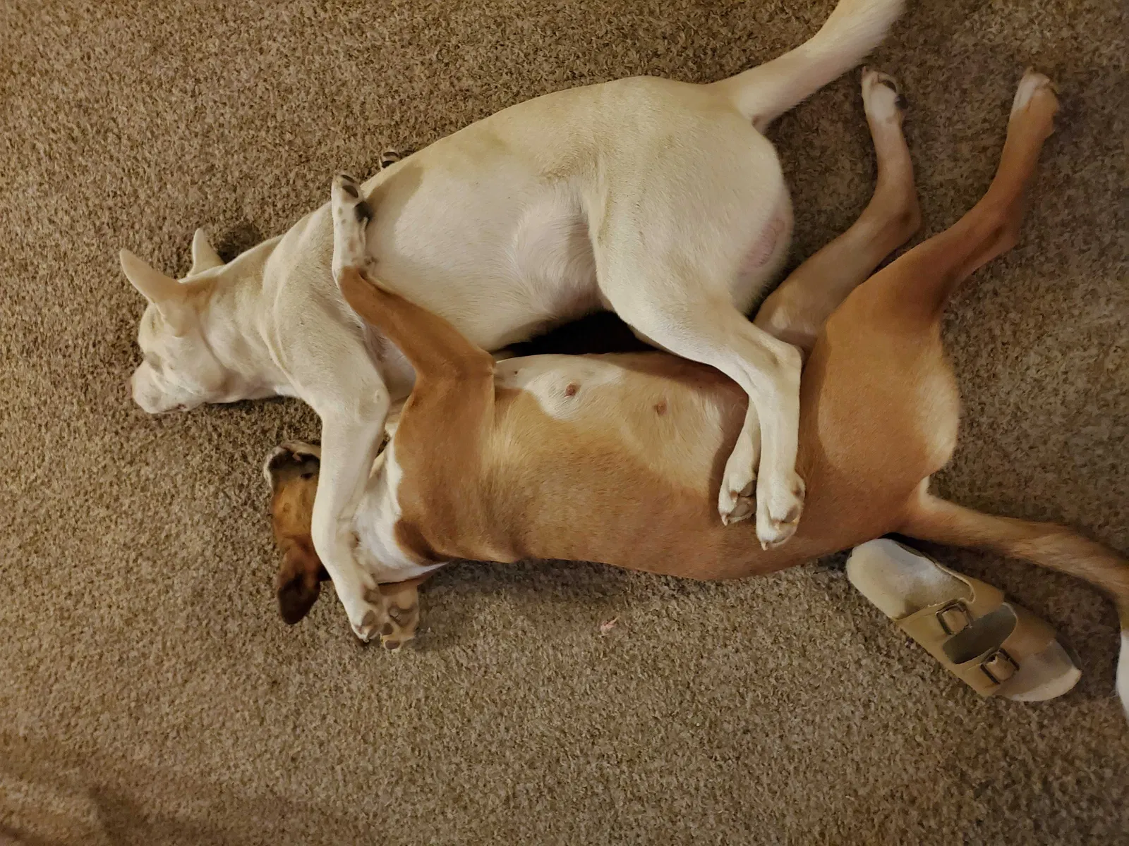 Lost dog in Lubbock, TX, 79415