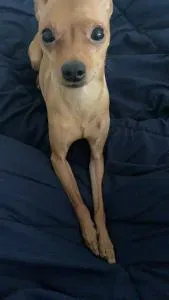 Lost dog in Victorville, CA, 92395