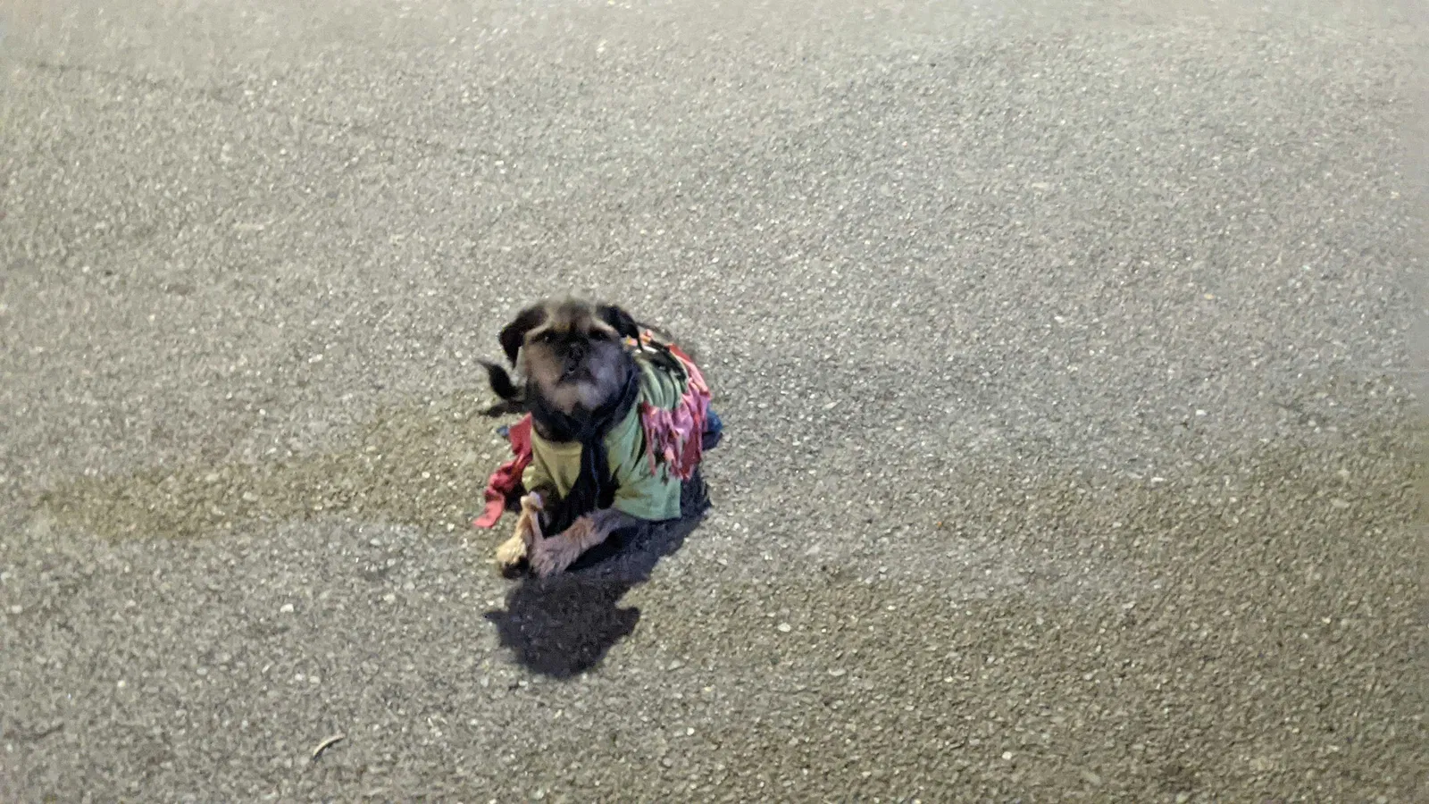 Lost dog in Oakland, CA, 94601