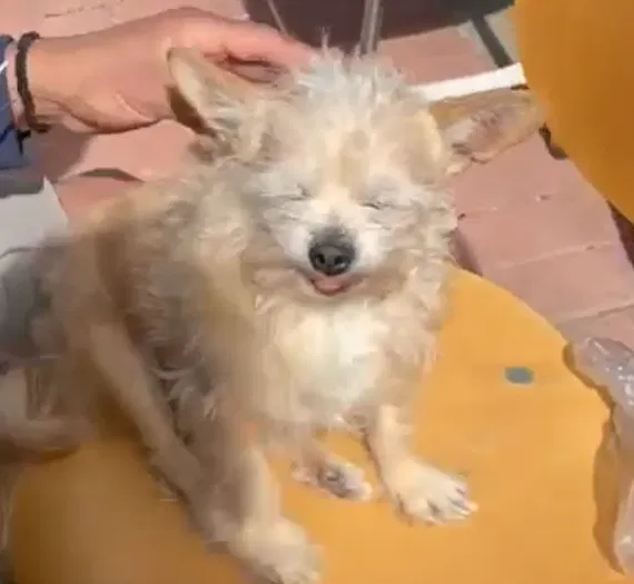 Lost dog in Garden Grove, CA, 92843
