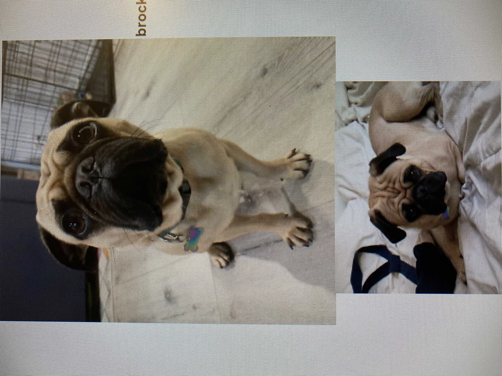 Lost dog in Santa Barbara, CA, 93109