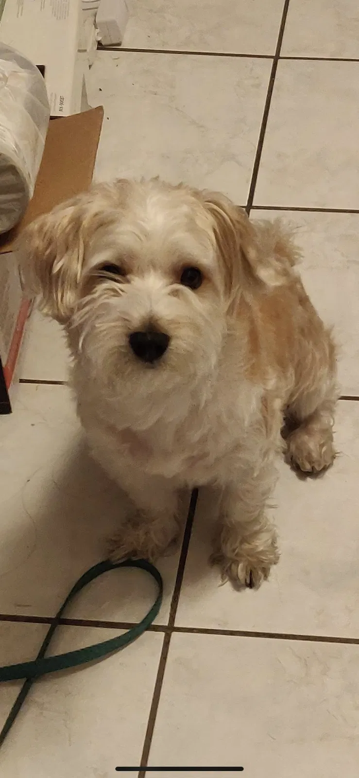Lost dog in Rosemead, CA, 91770