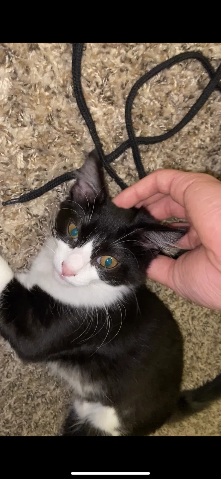 Lost cat in Atlanta, GA, 30303