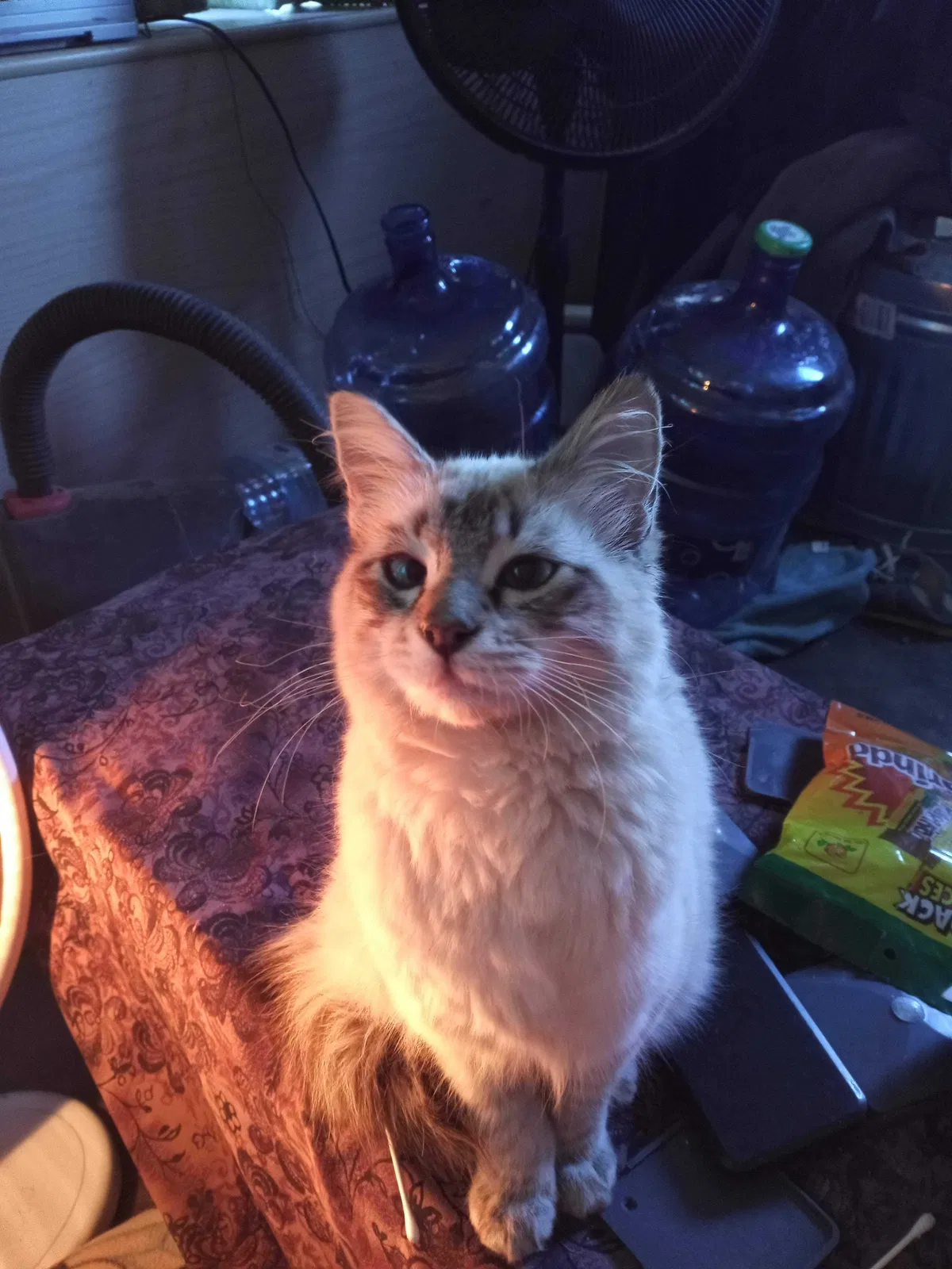 Lost cat in Mojave, CA, 93501