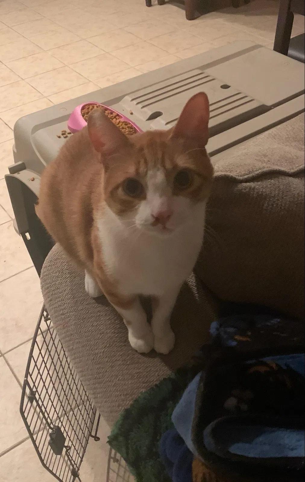 Lost cat in Buda, TX, 78610