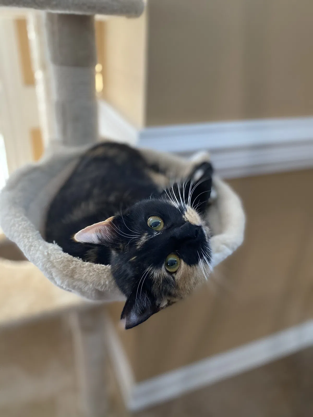 Lost cat in Greensboro, NC, 27407