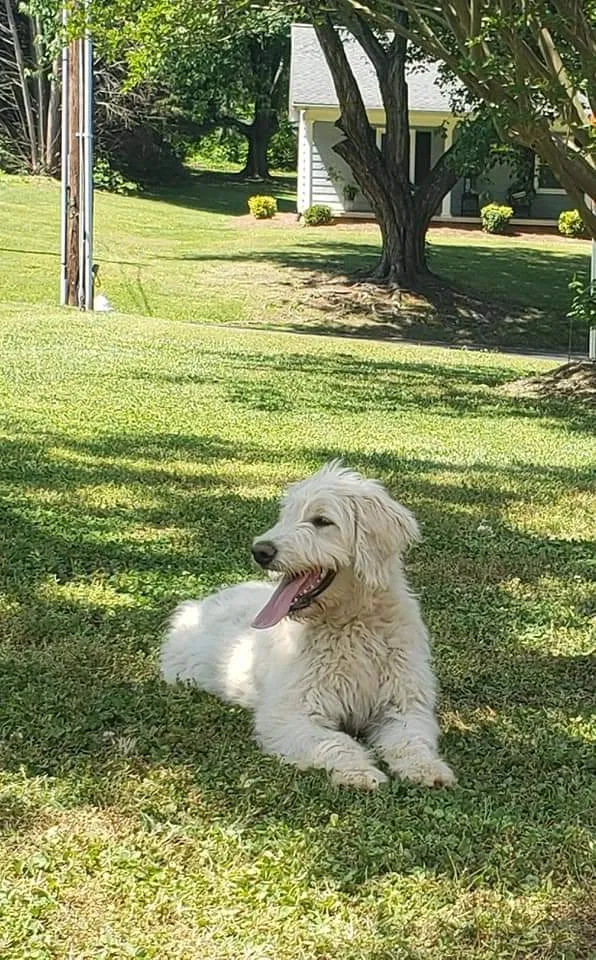 Lost dog in Taylorsville, NC, 28681