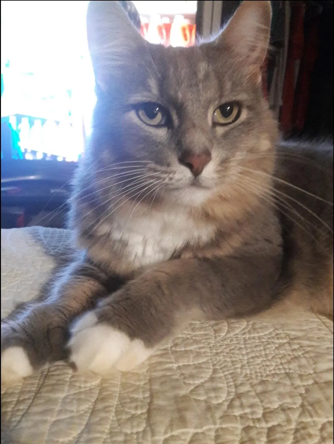 Lost cat in Pensacola, FL, 32504