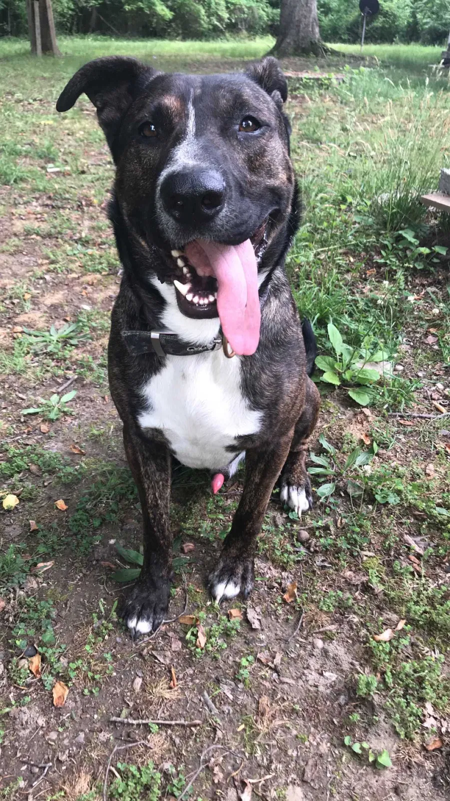Lost dog in Glen Allen, VA, 23059