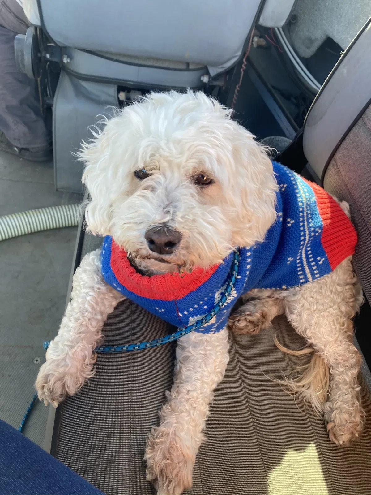 Lost dog in Granada Hills, CA, 91344