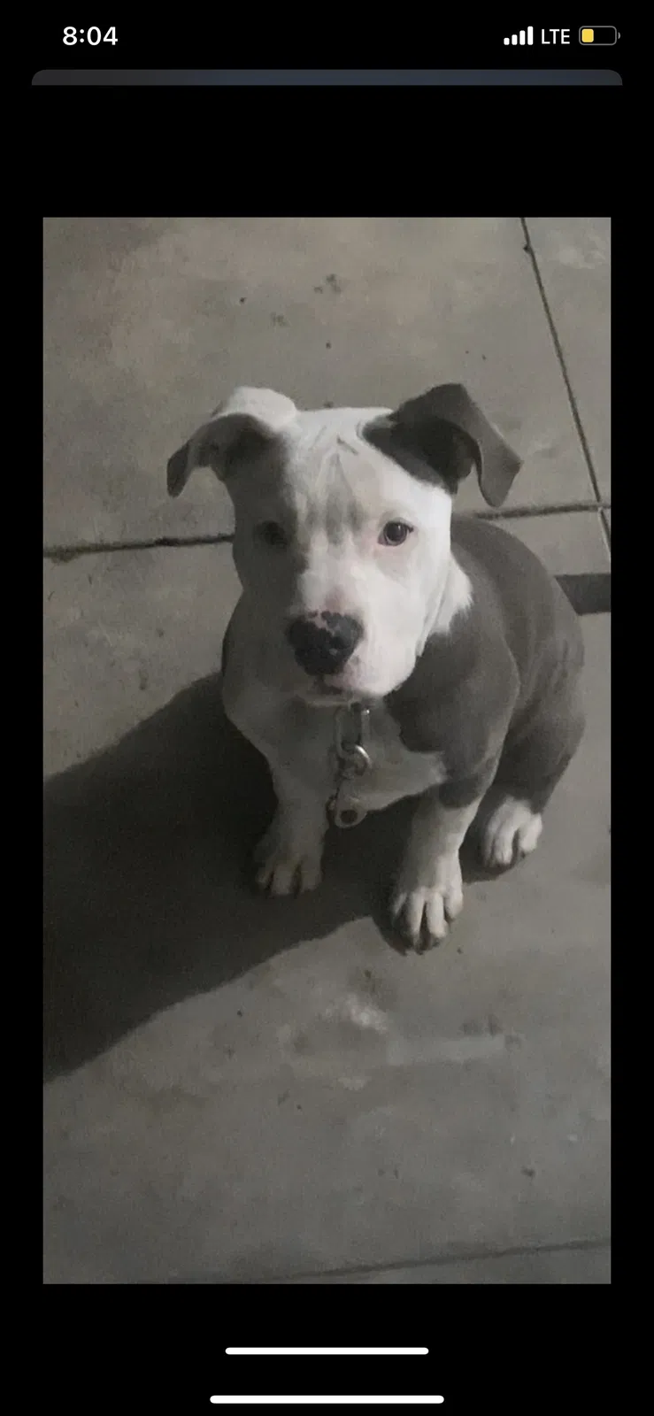 Lost dog in Fresno, CA, 93706