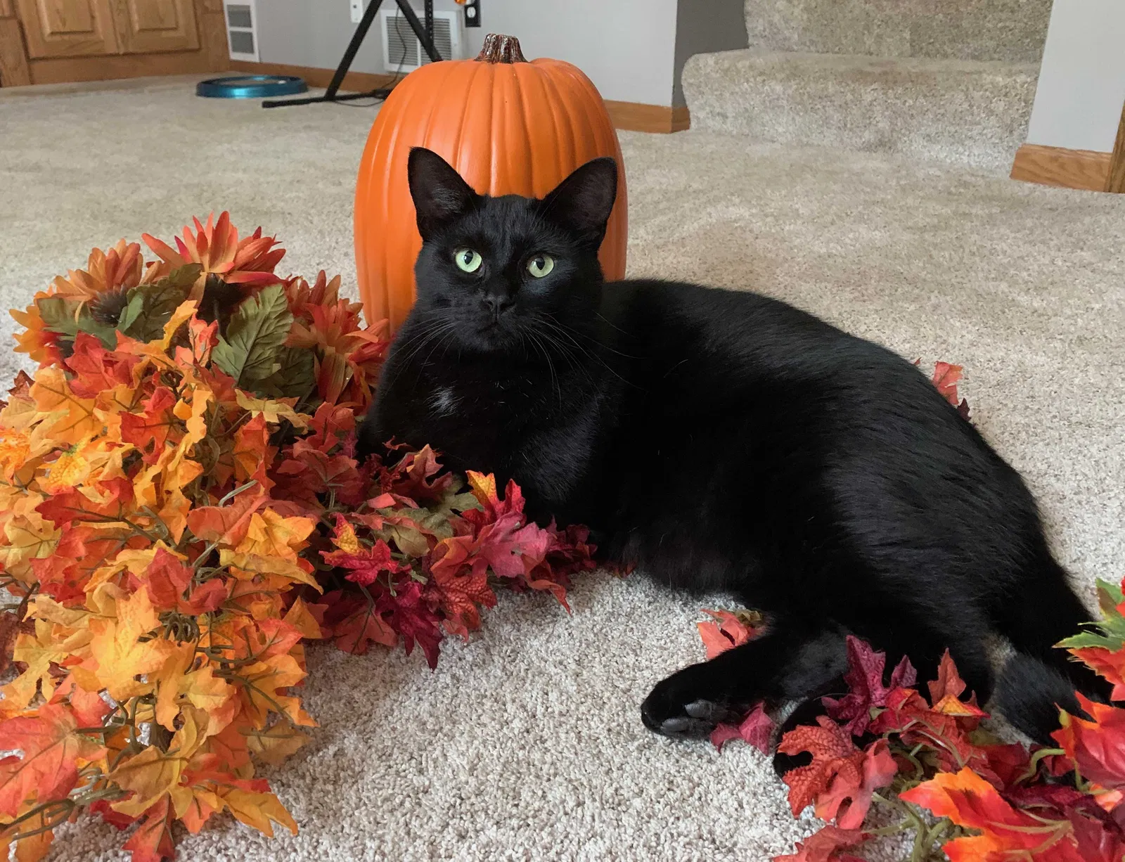Lost cat in Minneapolis, MN, 55448