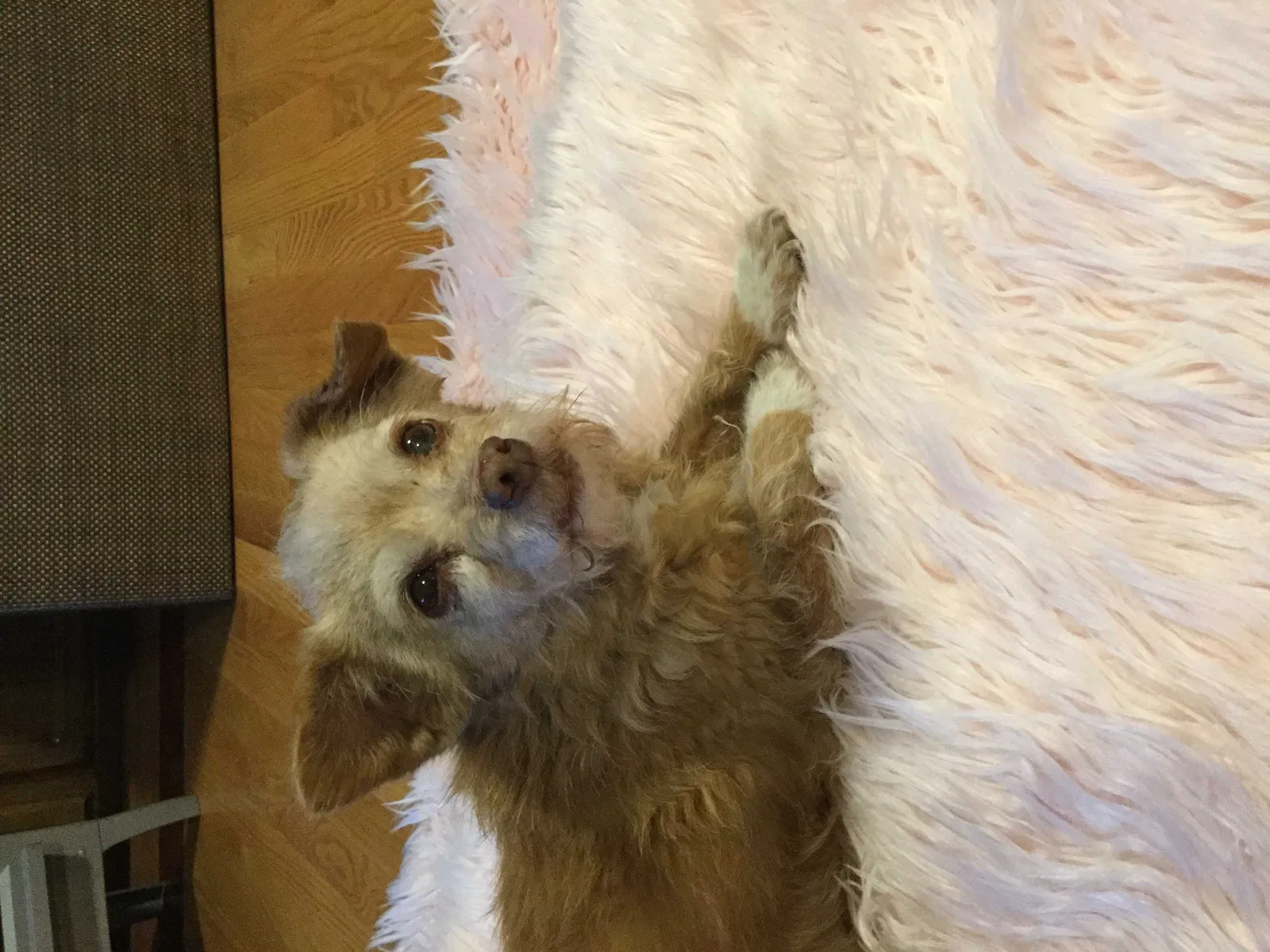 Found dog in El Paso, TX, 79936