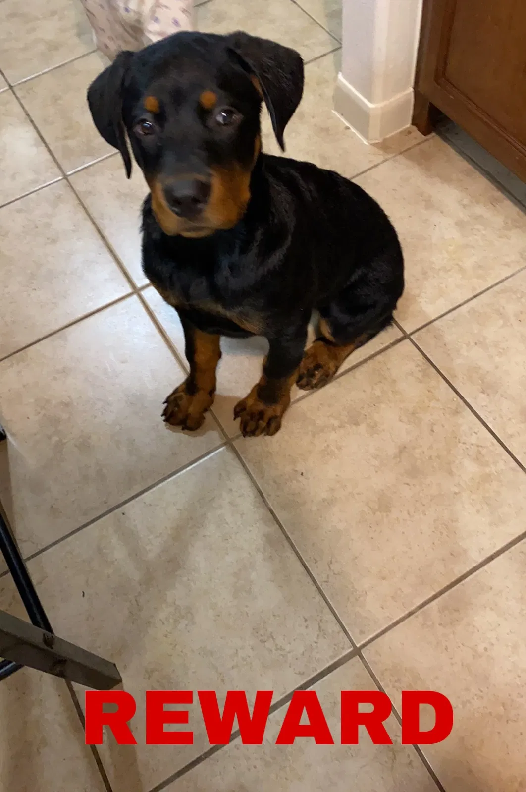 Lost dog in Brownsville, TX, 78521