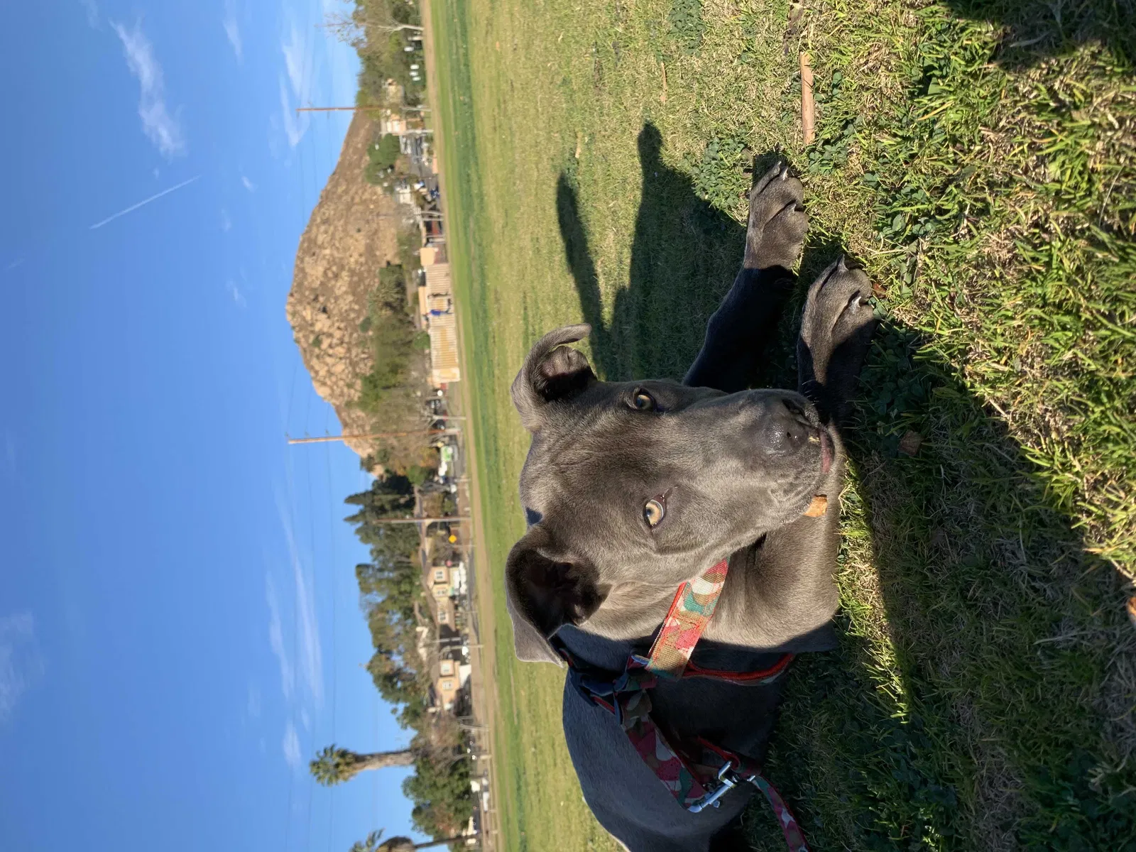 Lost dog in Colton, CA, 92324