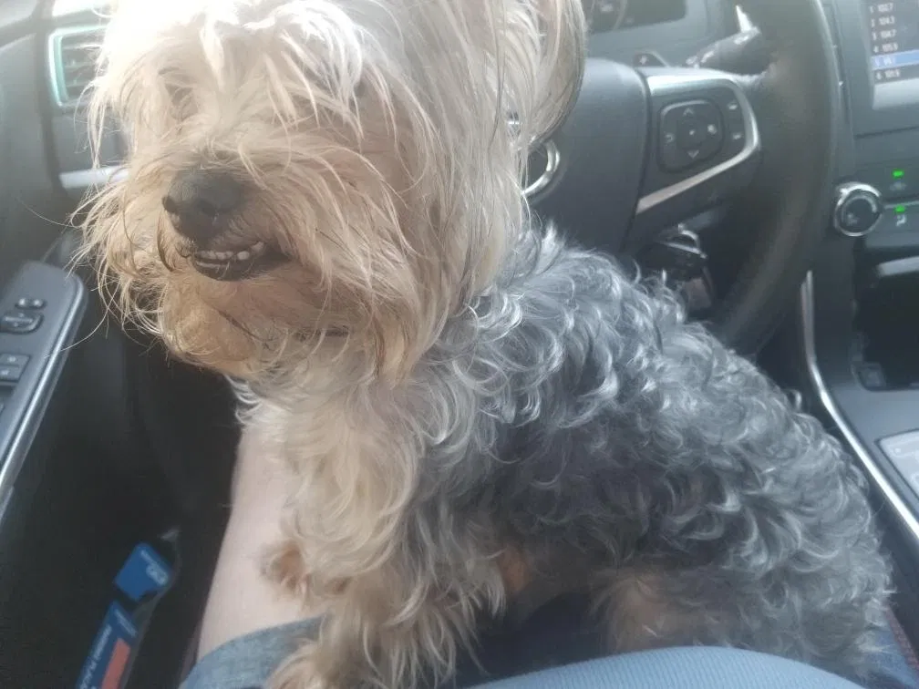 Lost dog in Stanton, CA, 90680