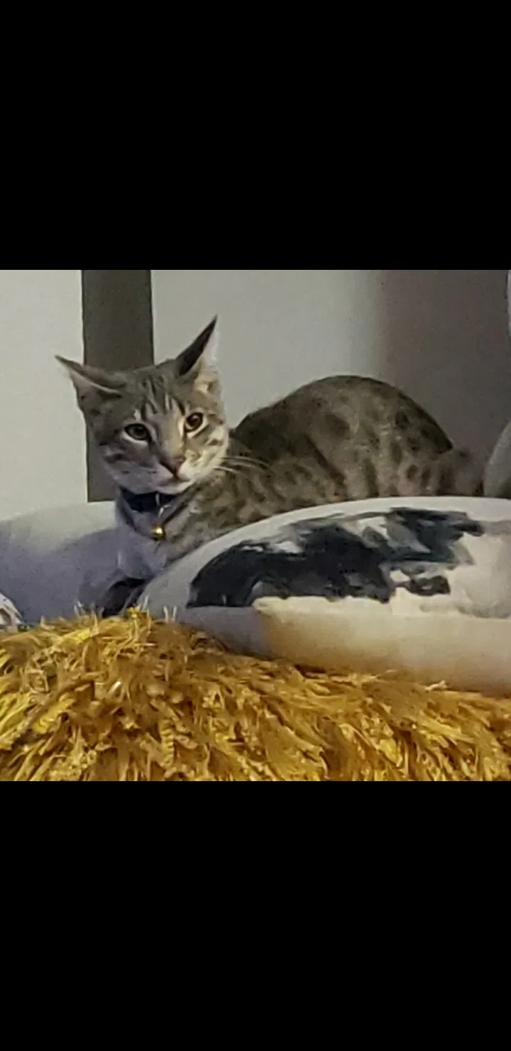 Lost cat in Antelope, CA, 95843