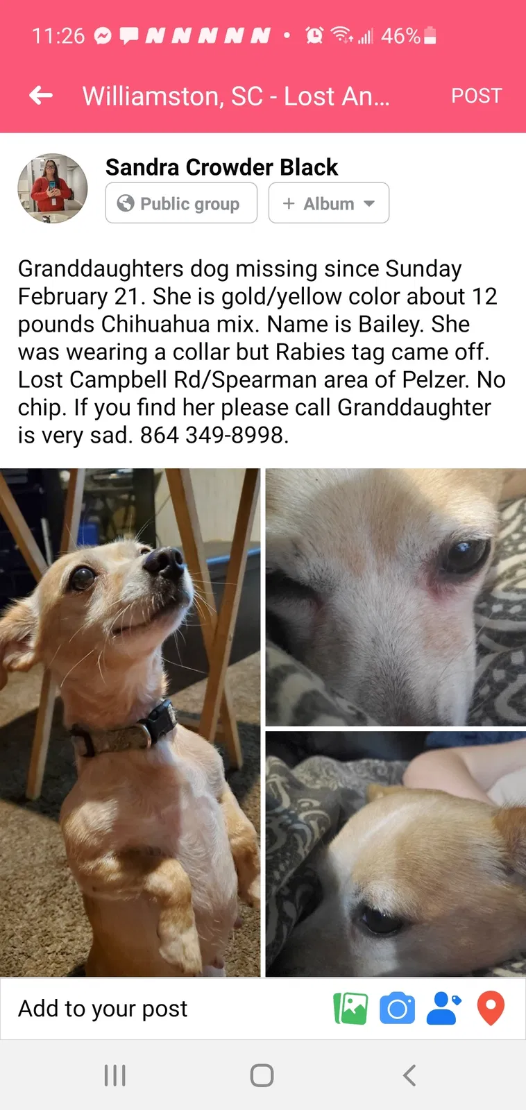Lost dog in Pelzer, SC, 29669