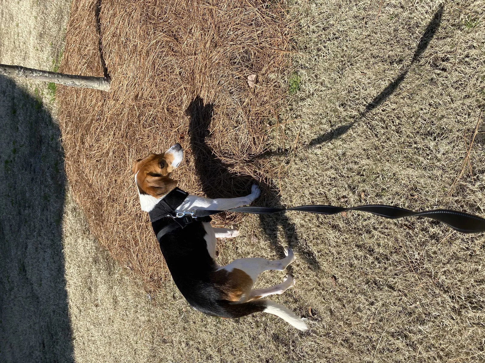 Lost dog in North Charleston, SC, 29420