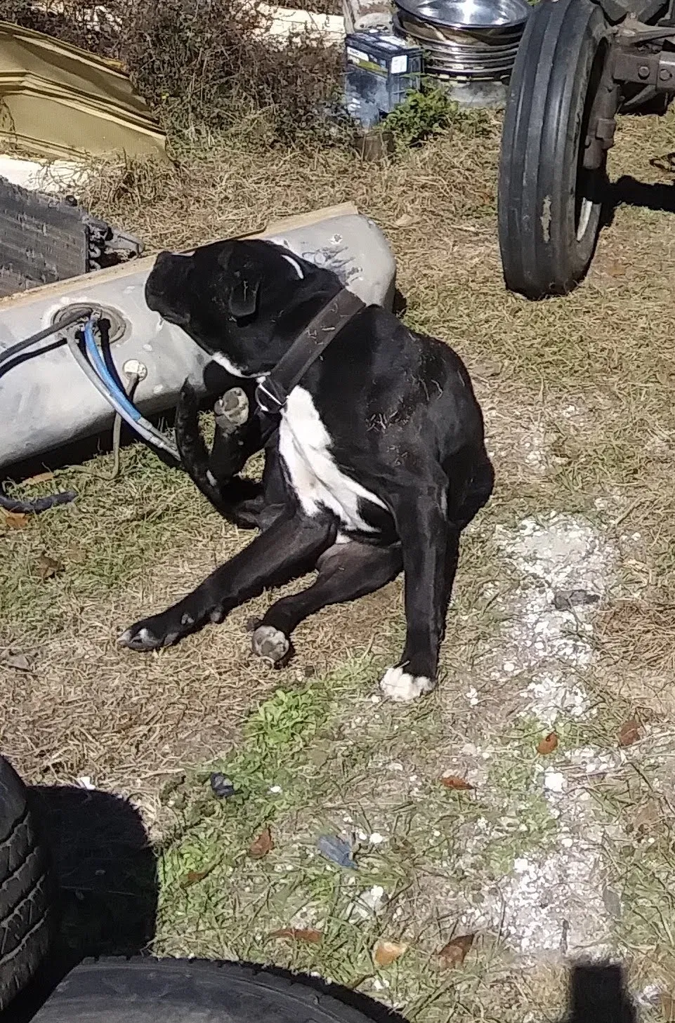 Lost dog in Westville, FL, 32464