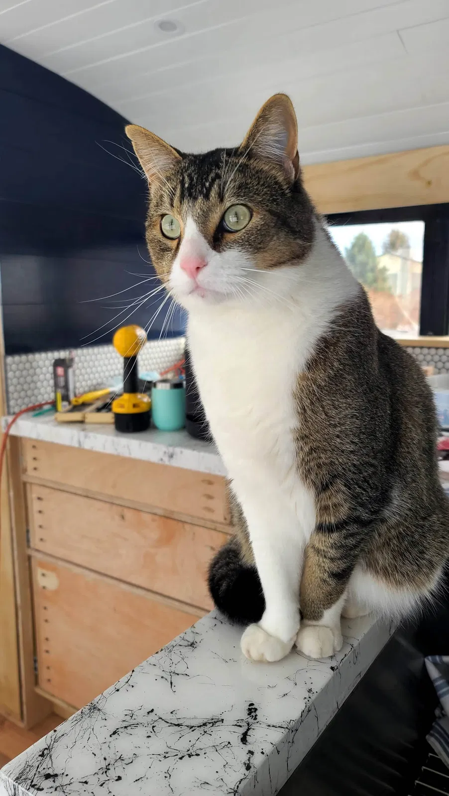 Lost cat in Phoenix, AZ, 85048