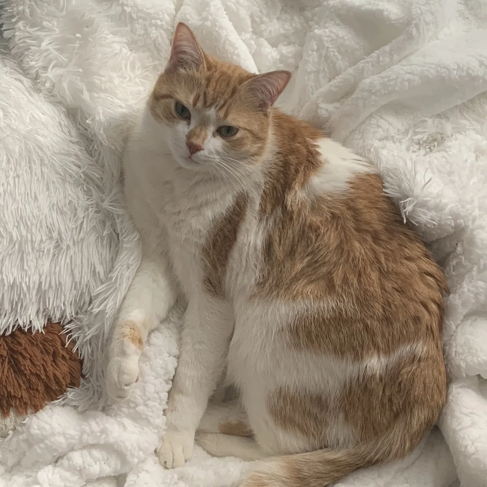 Lost cat in Hamtramck, MI, 48212