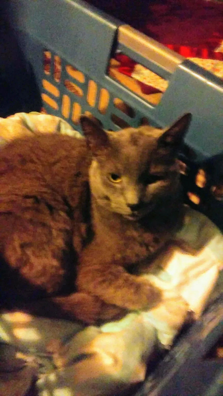 Lost cat in Hopkinsville, KY, 42240