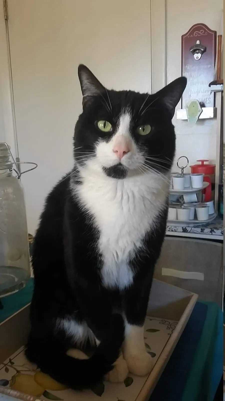 Lost cat in El Paso, TX, 79924