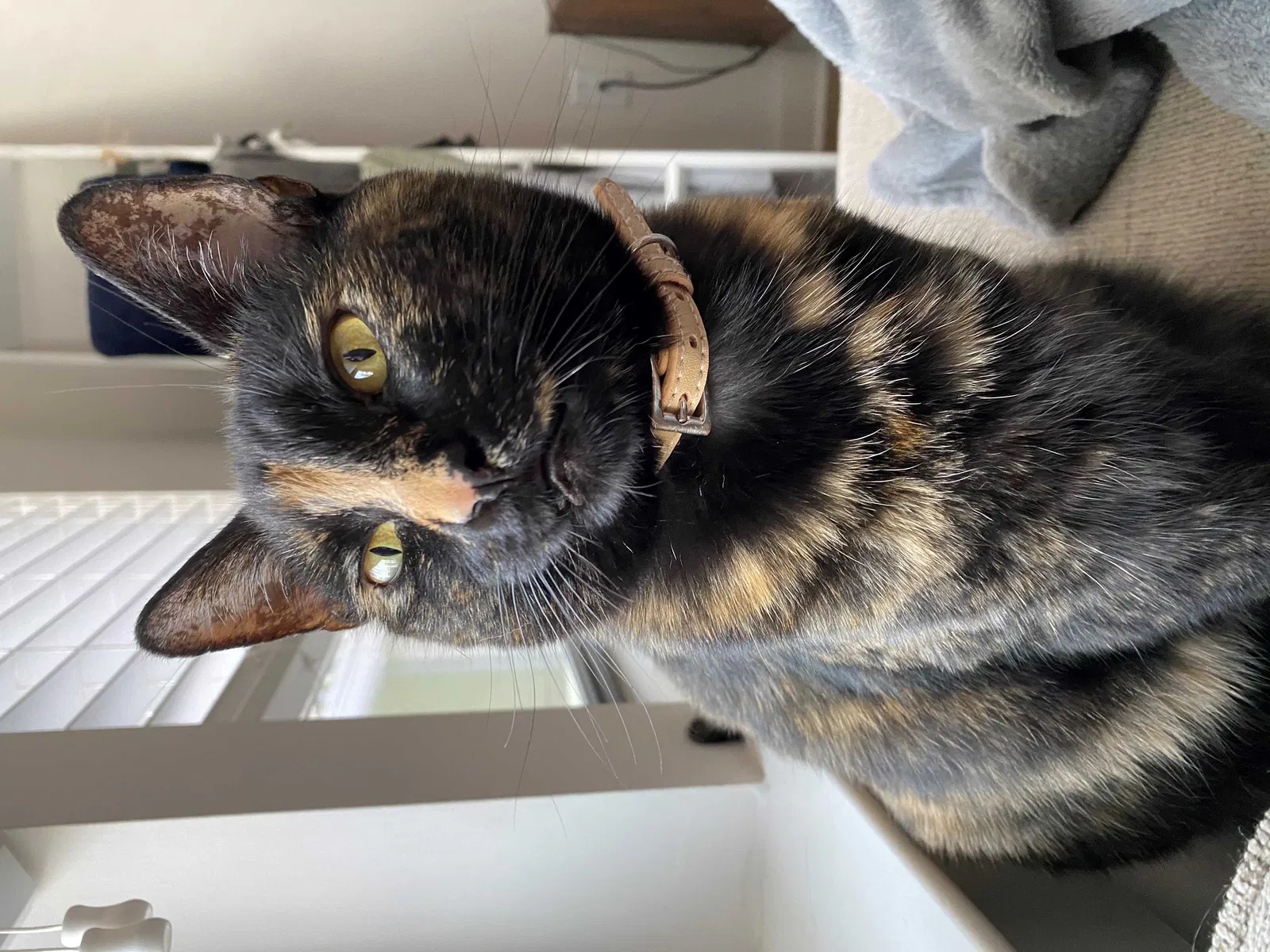 Lost cat in Nashville, TN, 37208