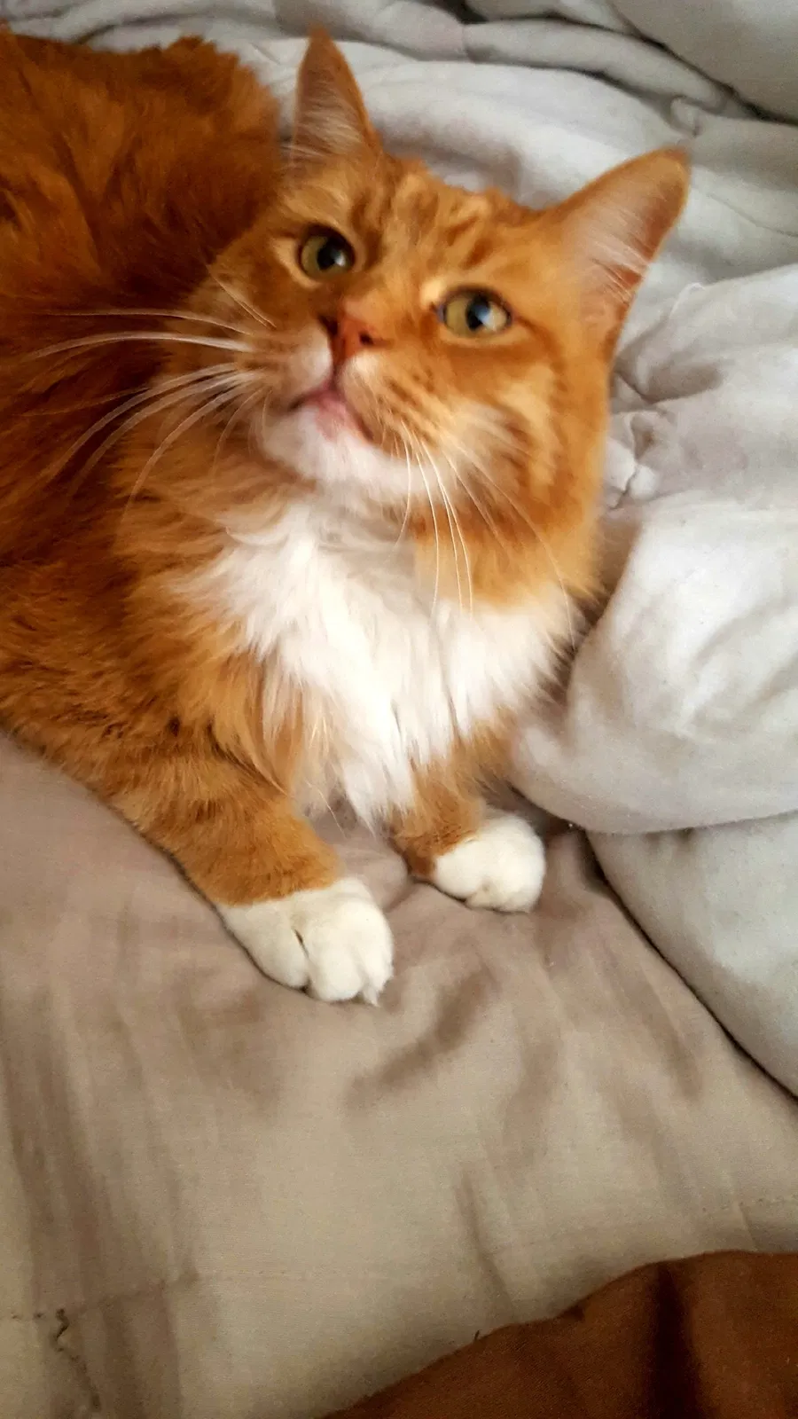 Lost cat in Parker, CO, 80134