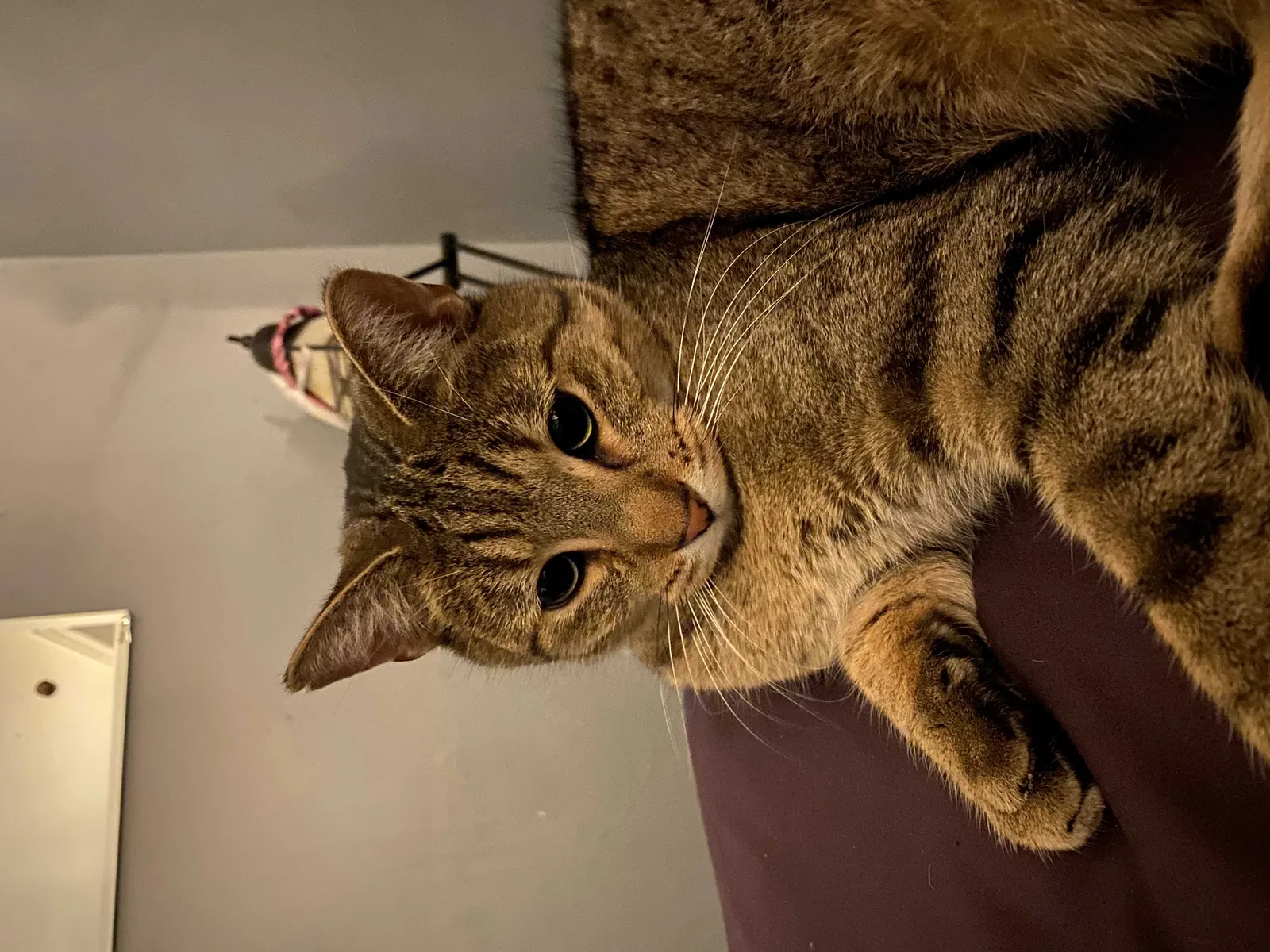 Lost cat in Salt Lake City, UT, 84115
