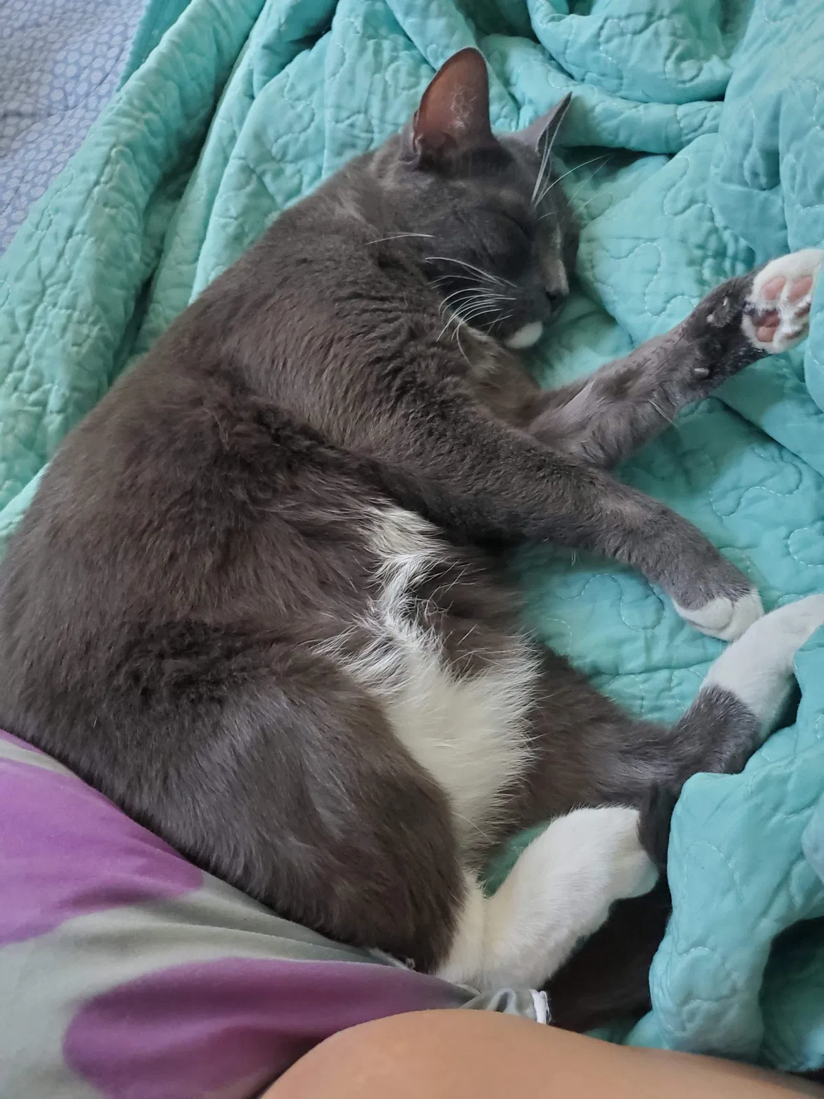 Lost cat in Sacramento, CA, 95825