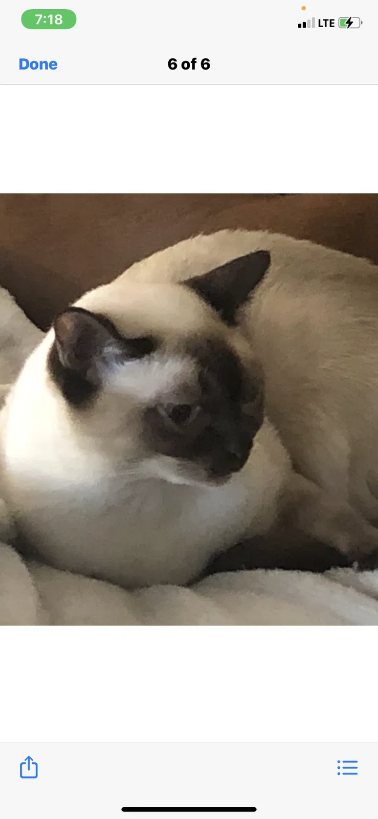 Lost cat in Alpharetta, GA, 30004