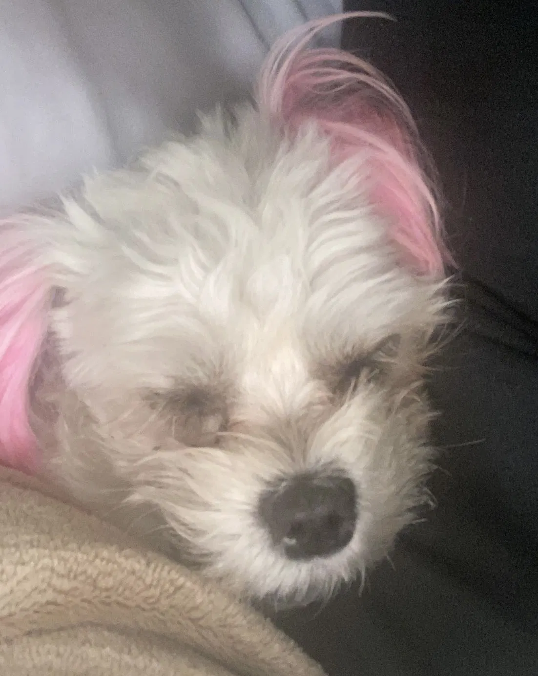 Lost dog in Los Angeles, CA, 90002