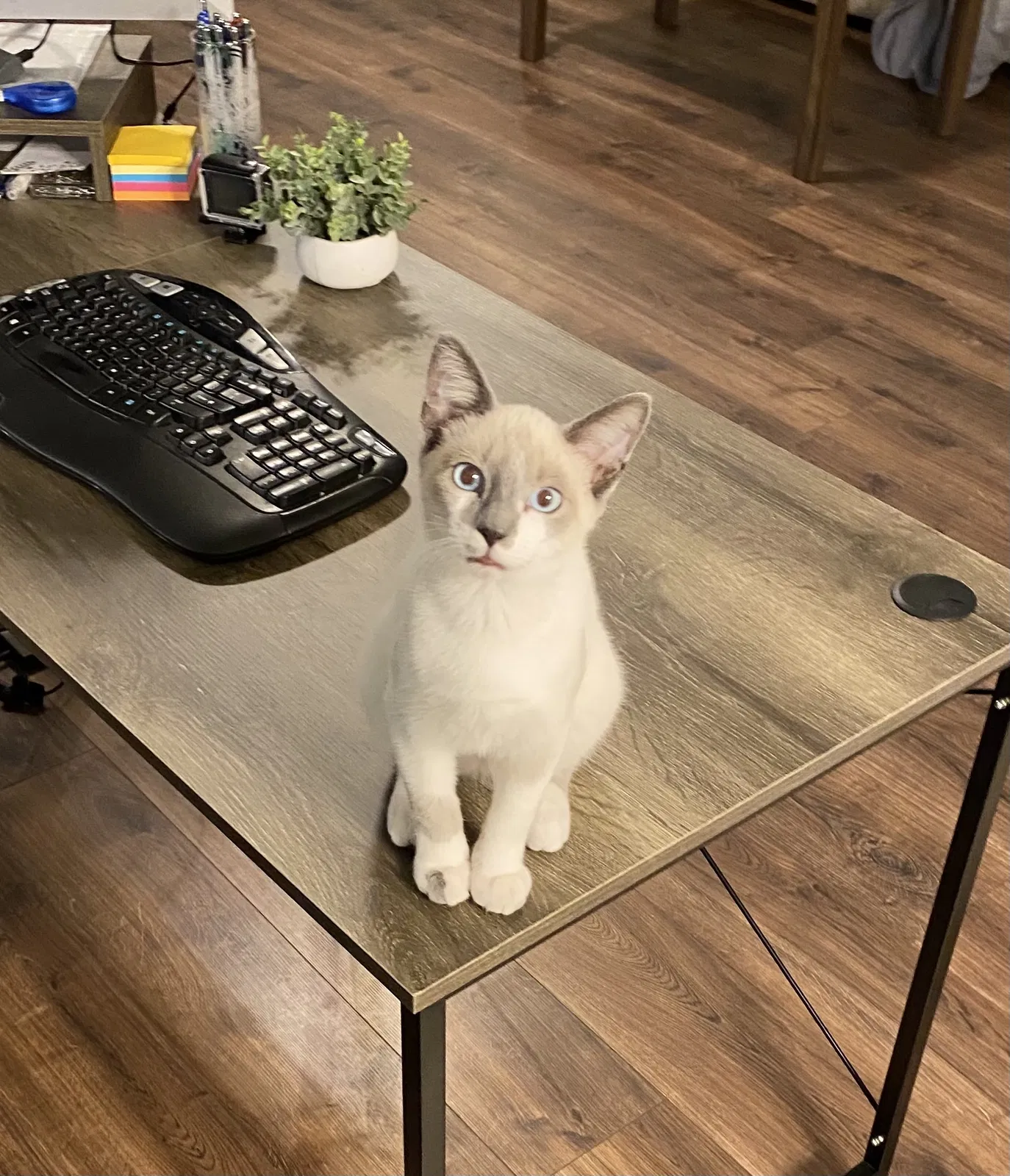 Lost cat in Austin, AR, 72007