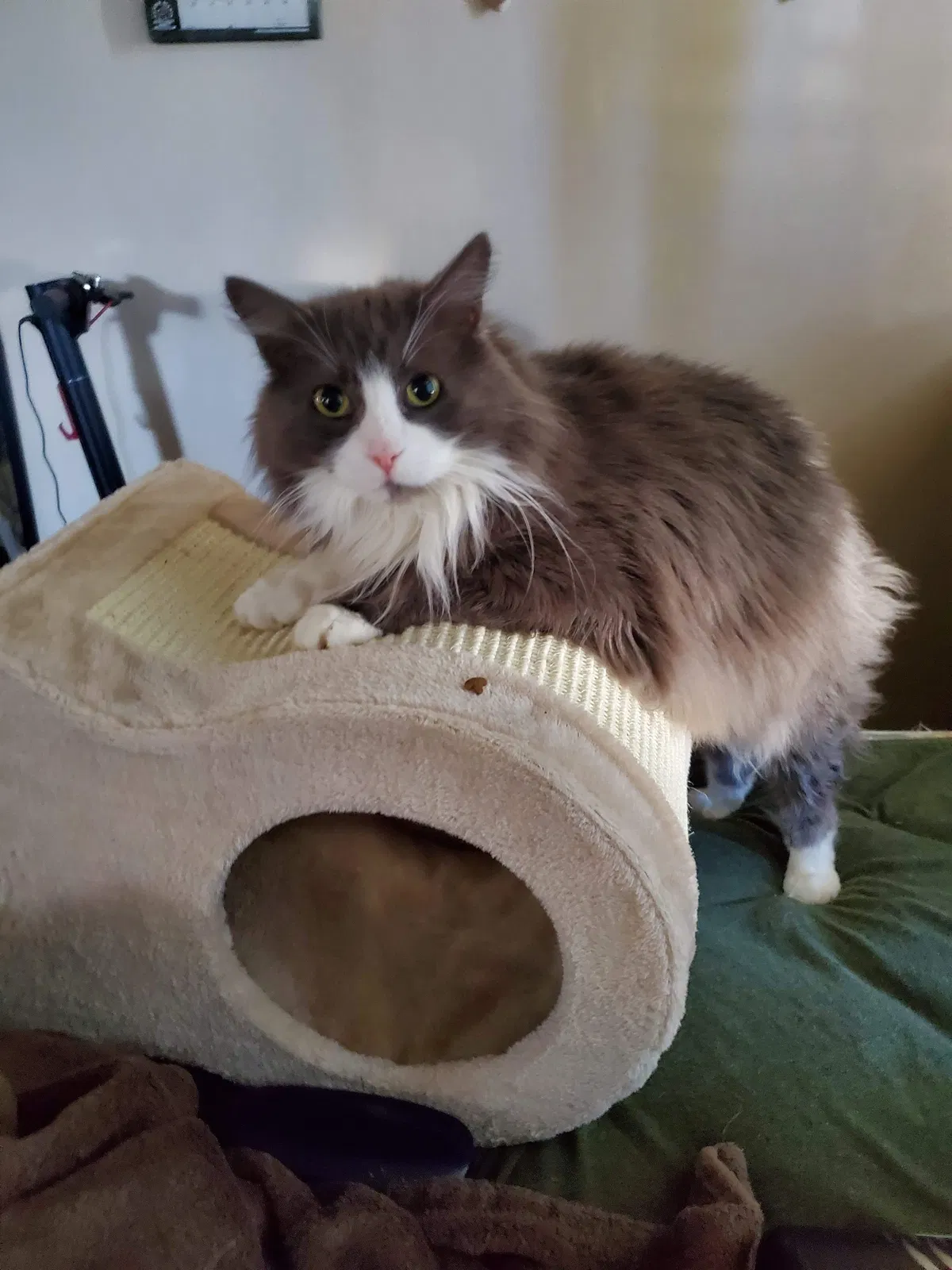 Lost cat in Corona, CA, 92882