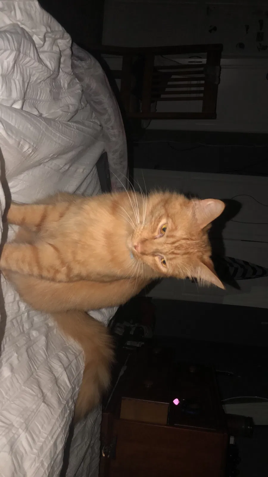 Lost cat in Fresno, CA, 93710