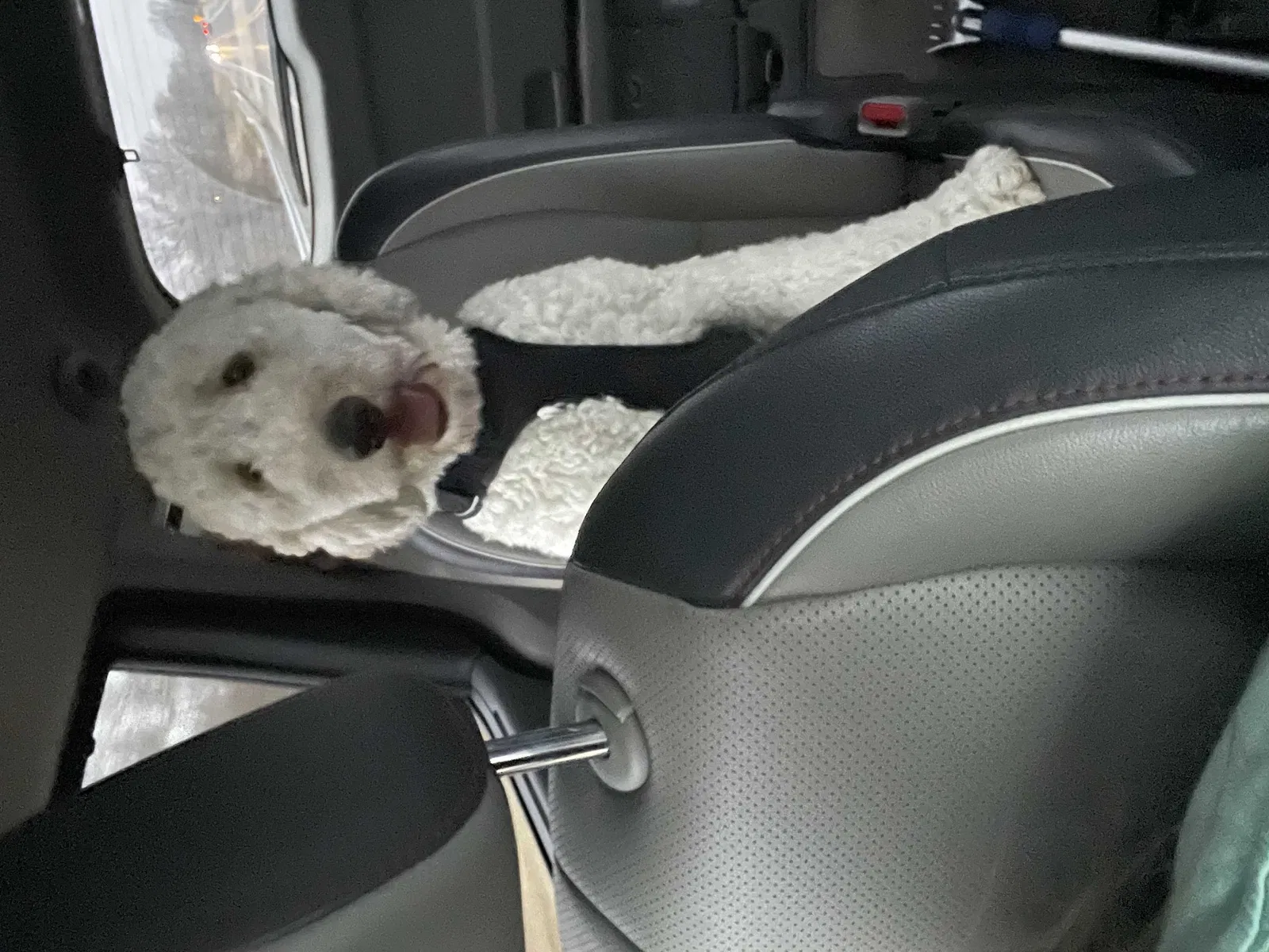 Lost dog in Greenfield, IN, 46140