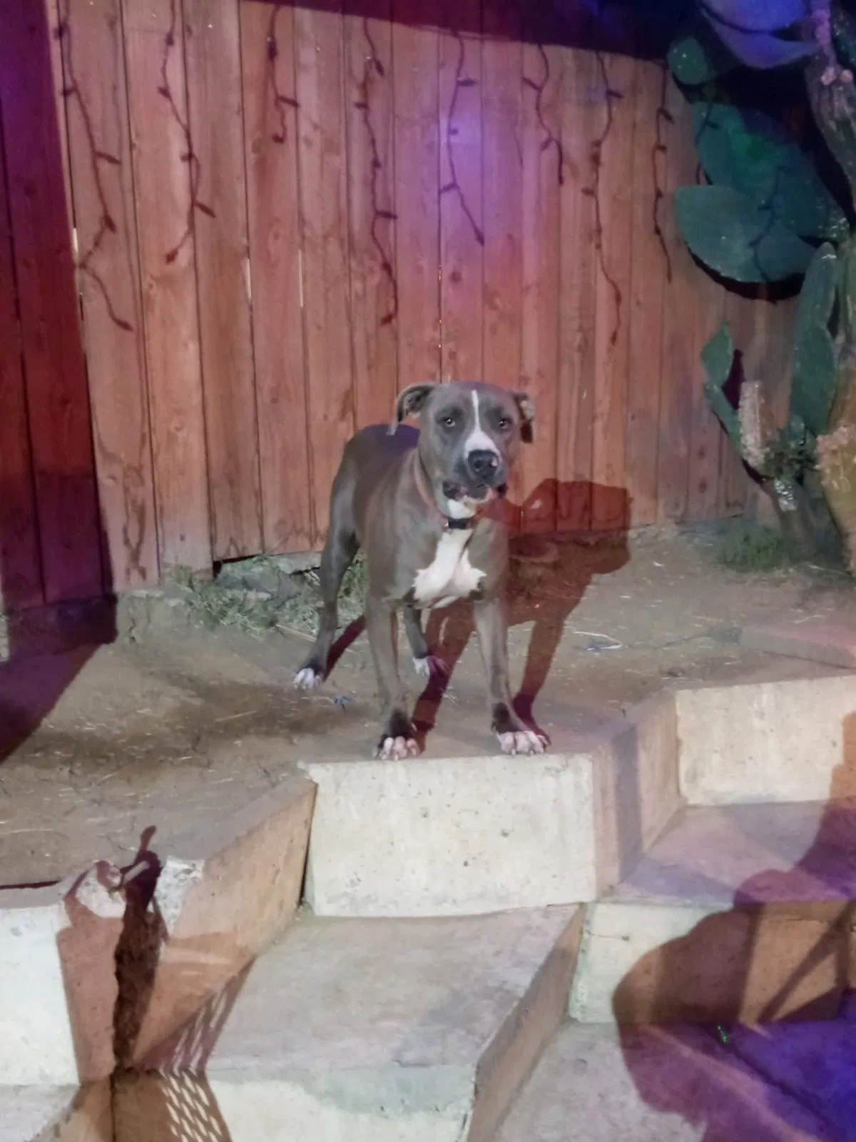 Lost dog in San Diego, CA, 92114