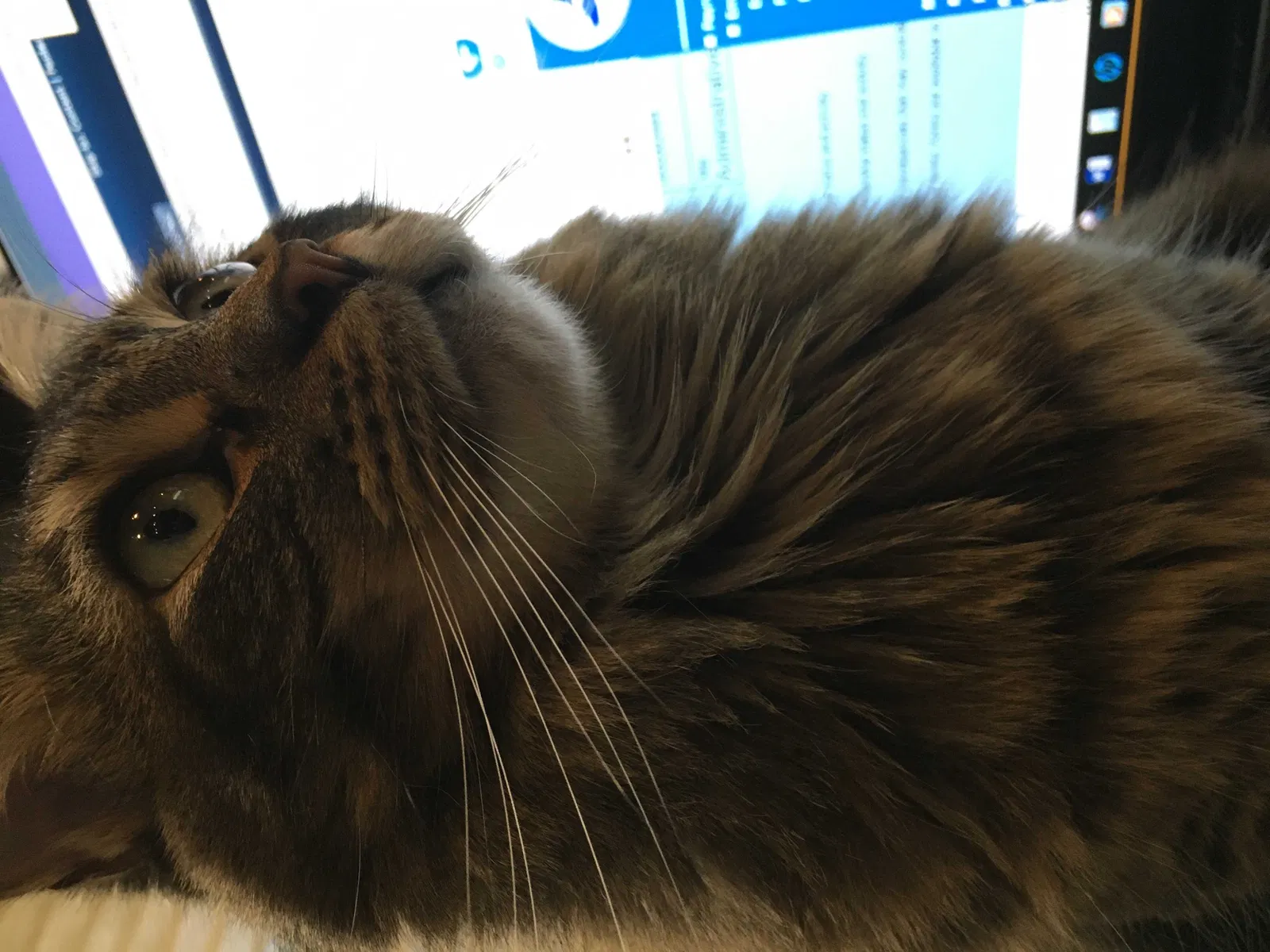 Lost cat in Anaheim, CA, 92808
