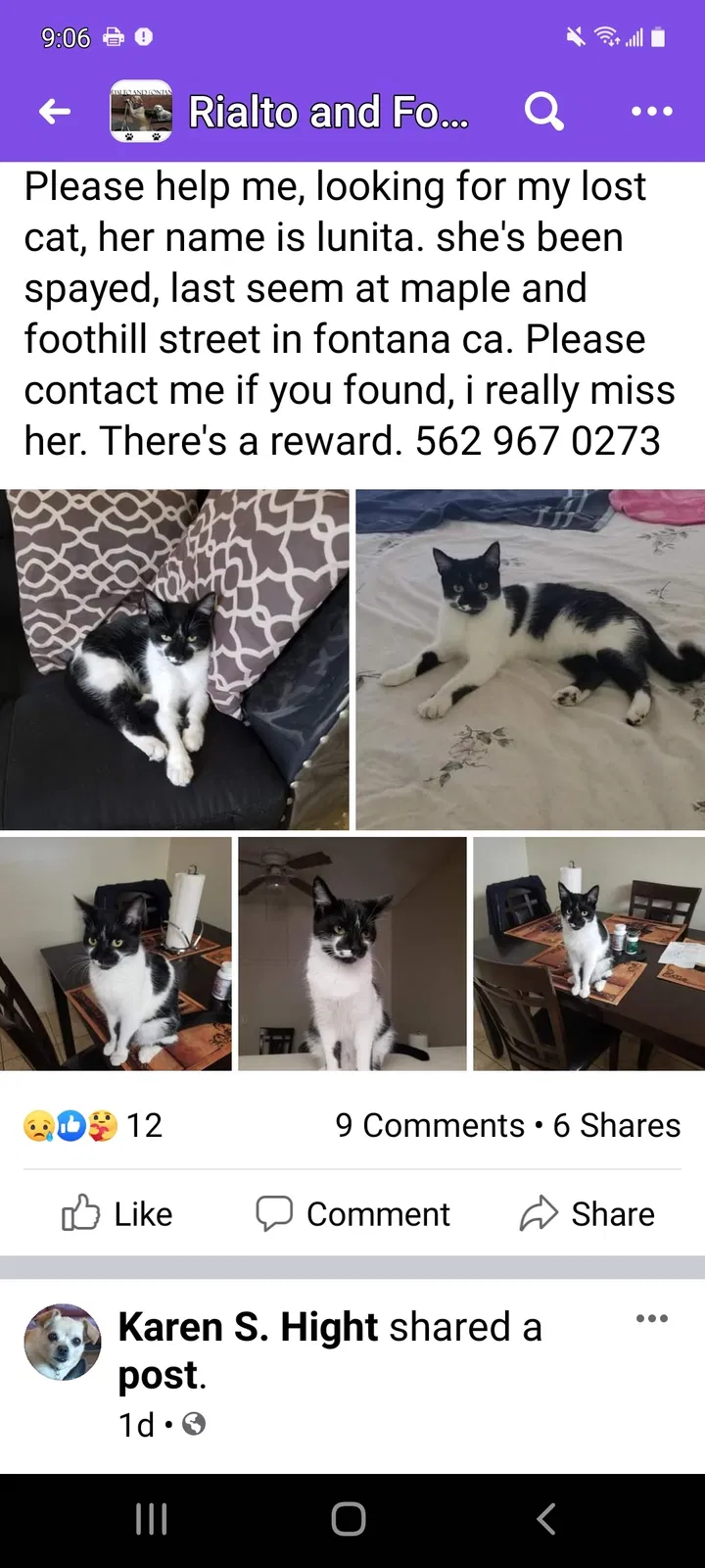 Lost cat in Fontana, CA, 92335